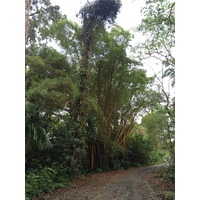 照片 哥斯达黎加(Costa Rica) 卡维塔(Cahuita) 2015-03 81