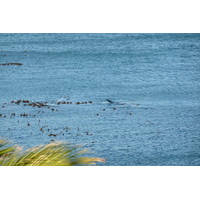 照片 南非(South Africa) 赫曼努斯(Harmanus) 2008-09 138