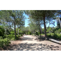 照片 法国(France) 波克罗勒岛(Porquerolles Island) 库尔塔德平原(Plaine de la courtade) 2008-05 4