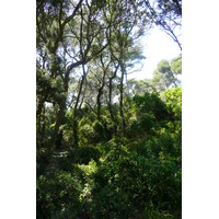 照片 法国(France) 波克罗勒岛(Porquerolles Island) 库尔塔德平原(Plaine de la courtade) 2008-05 18