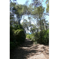照片 法国(France) 波克罗勒岛(Porquerolles Island) 库尔塔德平原(Plaine de la courtade) 2008-05 17