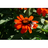 照片 法国(France) 巴黎(Paris) 巴黎植物园(Jardin des Plantes) 2007-08 7