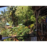 照片 哥斯达黎加(Costa Rica) 曼努埃尔安东尼奥(Manuel Antonio) 2015-03 451