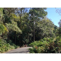 照片 哥斯达黎加(Costa Rica) 曼努埃尔安东尼奥(Manuel Antonio) 2015-03 54