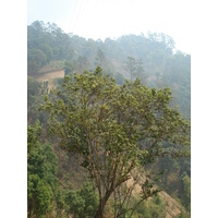 照片 泰国(Thailand) 邦玛帕至拜县公路(Pang Mapha to Pai road) 2007-02 50