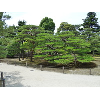 照片 日本(Japan) 京都(Kyoto) 二条城(Nijo Castle) 本丸御殿(Honmaru Palace) 2010-06 16