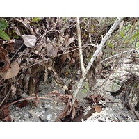 照片 哥斯达黎加(Costa Rica) 卡维塔(Cahuita) 2015-03 65