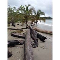 照片 哥斯达黎加(Costa Rica) 卡维塔(Cahuita) 2015-03 237