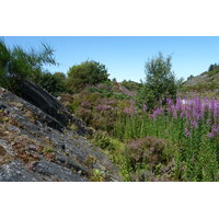 照片 英国(United Kingdom) 苏格兰(Scotland) 阿里塞格海岸(Arisaig coast) 2011-07 78