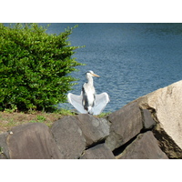 照片 日本(Japan) 东京(Tokyo) 皇居(Imperial Palace) 2010-06 100
