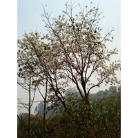 照片 泰国(Thailand) 邦玛帕至拜县公路(Pang Mapha to Pai road) 2007-02 60