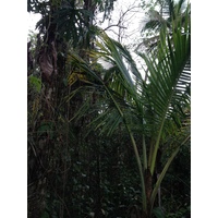 照片 哥斯达黎加(Costa Rica) 卡维塔(Cahuita) 2015-03 221