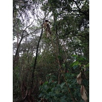 照片 哥斯达黎加(Costa Rica) 卡维塔(Cahuita) 2015-03 220