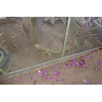 照片 泰国(Thailand) 清迈(Chiang Mai) 湄沙蛇园(Mae Sa Snake Farm) 2010-12 17