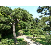 照片 日本(Japan) 东京(Tokyo) 滨离宫恩赐庭园(Hama rikyu Gardens) 2010-06 12