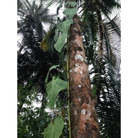 照片 哥斯达黎加(Costa Rica) 卡维塔(Cahuita) 2015-03 5