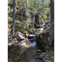 照片 法国(France) 科西嘉岛(Corsica) 艾托内森林(Aitone Forest) 2021-06 22