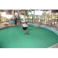 照片 泰国(Thailand) 清迈(Chiang Mai) 湄沙蛇园(Mae Sa Snake Farm) 2010-12 15