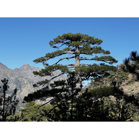照片 法国(France) 科西嘉岛(Corsica) 钦托山(Monte Cinto) 2023-10 109