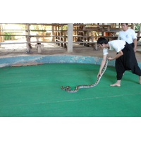 照片 泰国(Thailand) 清迈(Chiang Mai) 湄沙蛇园(Mae Sa Snake Farm) 2010-12 87