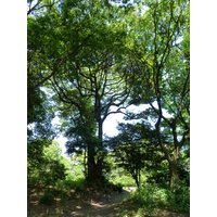 照片 日本(Japan) 东京(Tokyo) 滨离宫恩赐庭园(Hama rikyu Gardens) 2010-06 41