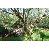 照片 英国(United Kingdom) 苏格兰(Scotland) 2011-07 239