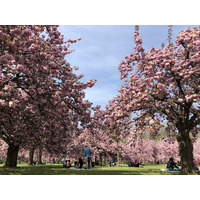 照片 法国(France) 索镇公园(Parc de Sceaux) 2019-04 57