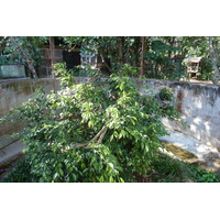 照片 泰国(Thailand) 清迈(Chiang Mai) 湄沙蛇园(Mae Sa Snake Farm) 2010-12 81