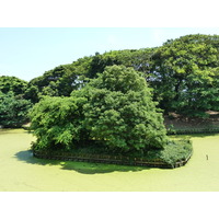 照片 日本(Japan) 东京(Tokyo) 滨离宫恩赐庭园(Hama rikyu Gardens) 2010-06 67