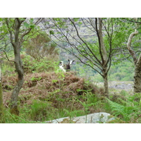照片 爱尔兰(Ireland) 凯里郡(Kerry) 基拉尼国家公园(Killarney National Park) 2004-05 12