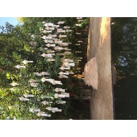 照片 泰国(Thailand) 清迈(Chiang Mai) 2014-12 52