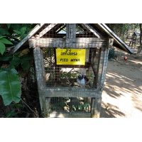 照片 泰国(Thailand) 清迈(Chiang Mai) 湄沙蛇园(Mae Sa Snake Farm) 2010-12 19