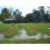 照片 泰国(Thailand) 彭世洛(Phitsanulok) 2008-01 11