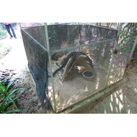 照片 泰国(Thailand) 清迈(Chiang Mai) 湄沙蛇园(Mae Sa Snake Farm) 2010-12 48