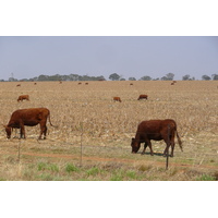 照片 南非(South Africa) 内尔斯普雷特至约翰内斯堡公路(Nelspruit to Johannesburg road) 2008-09 61