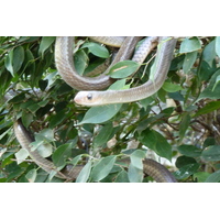 照片 泰国(Thailand) 清迈(Chiang Mai) 湄沙蛇园(Mae Sa Snake Farm) 2010-12 58