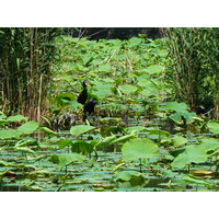 照片 日本(Japan) 东京(Tokyo) 上野(Ueno) 2010-06 45