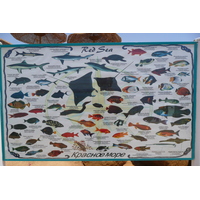 照片 埃及(Egypt) 沙姆沙伊赫(Sharm el Sheikh) 凯悦酒店(Hyatt Hotel) 沙姆沙伊赫凯悦海滩(Hyatt Sharm el Sheikh Beach) 2008-06 35