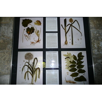 照片 法国(France) 塔拉斯孔(Tarascon) 塔拉斯孔城堡(Tarascon Castle) 2008-04 23