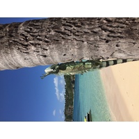照片 瓜德罗普(Guadeloupe) 卡拉维尔海滩(La Caravelle Beach) 2021-02 115