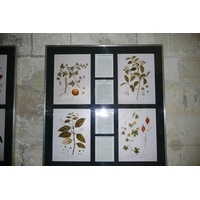 照片 法国(France) 塔拉斯孔(Tarascon) 塔拉斯孔城堡(Tarascon Castle) 2008-04 160