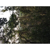 照片 泰国(Thailand) 西沙差那莱历史公园(Si satchanalai historical park) 2014-12 89