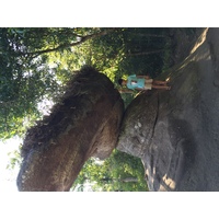 照片 泰国(Thailand) 普欣隆卡国家公园(Phu Hin Rong Kla National Park) 2014-12 255