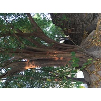 照片 泰国(Thailand) 西沙差那莱历史公园(Si satchanalai historical park) 2014-12 118