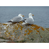 照片 法国(France) 伊厄岛(Ile d'yeu) 2009-07 0