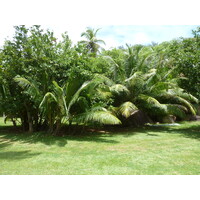 照片 塞舌尔(Seychelles) 大姐妹岛(Grande Soeur) 2011-10 110