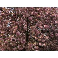 照片 法国(France) 索镇公园(Parc de Sceaux) 2019-04 93