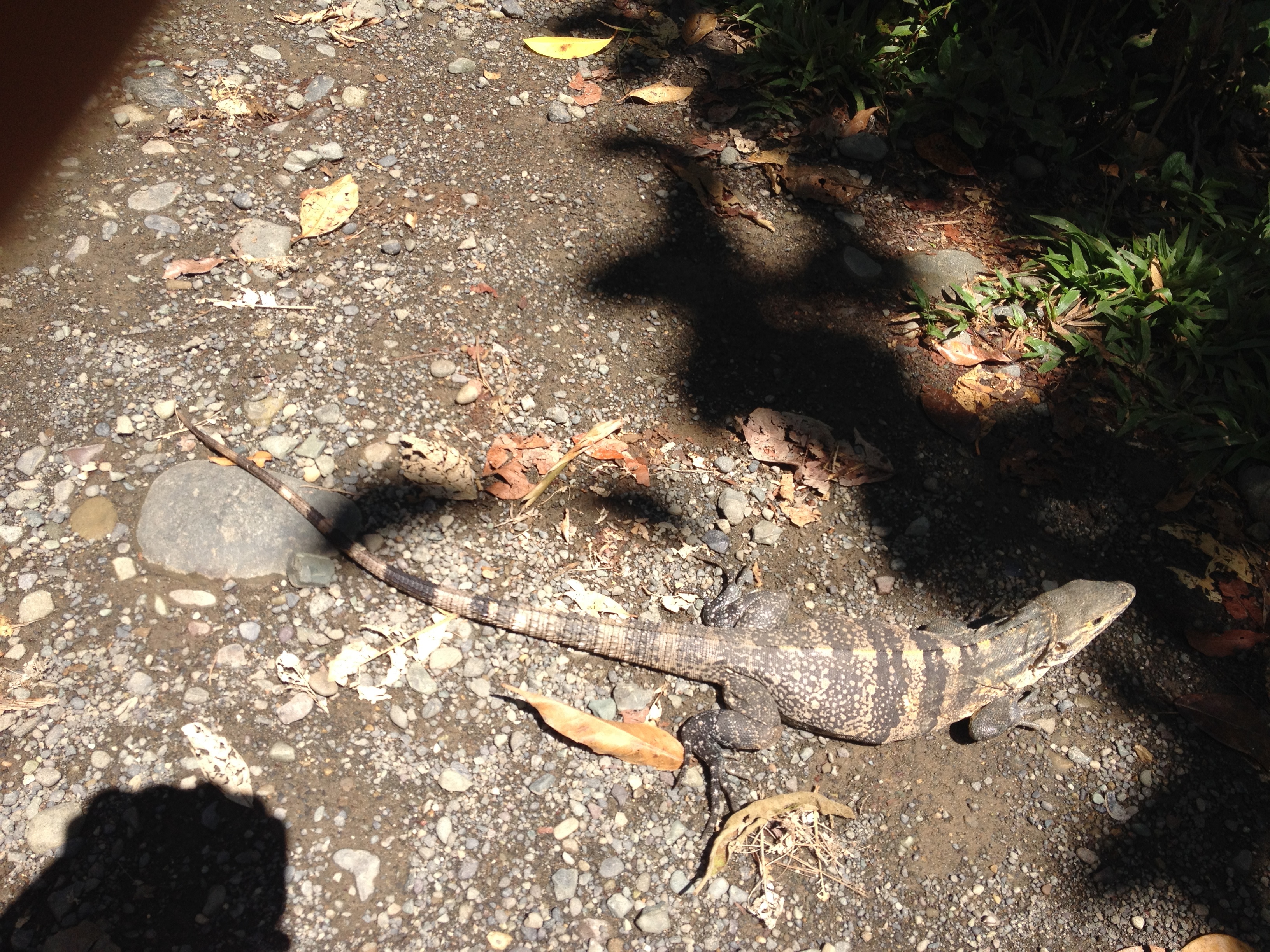 Photo Costa Rica Parc Manuel Antonio 2015-03 267