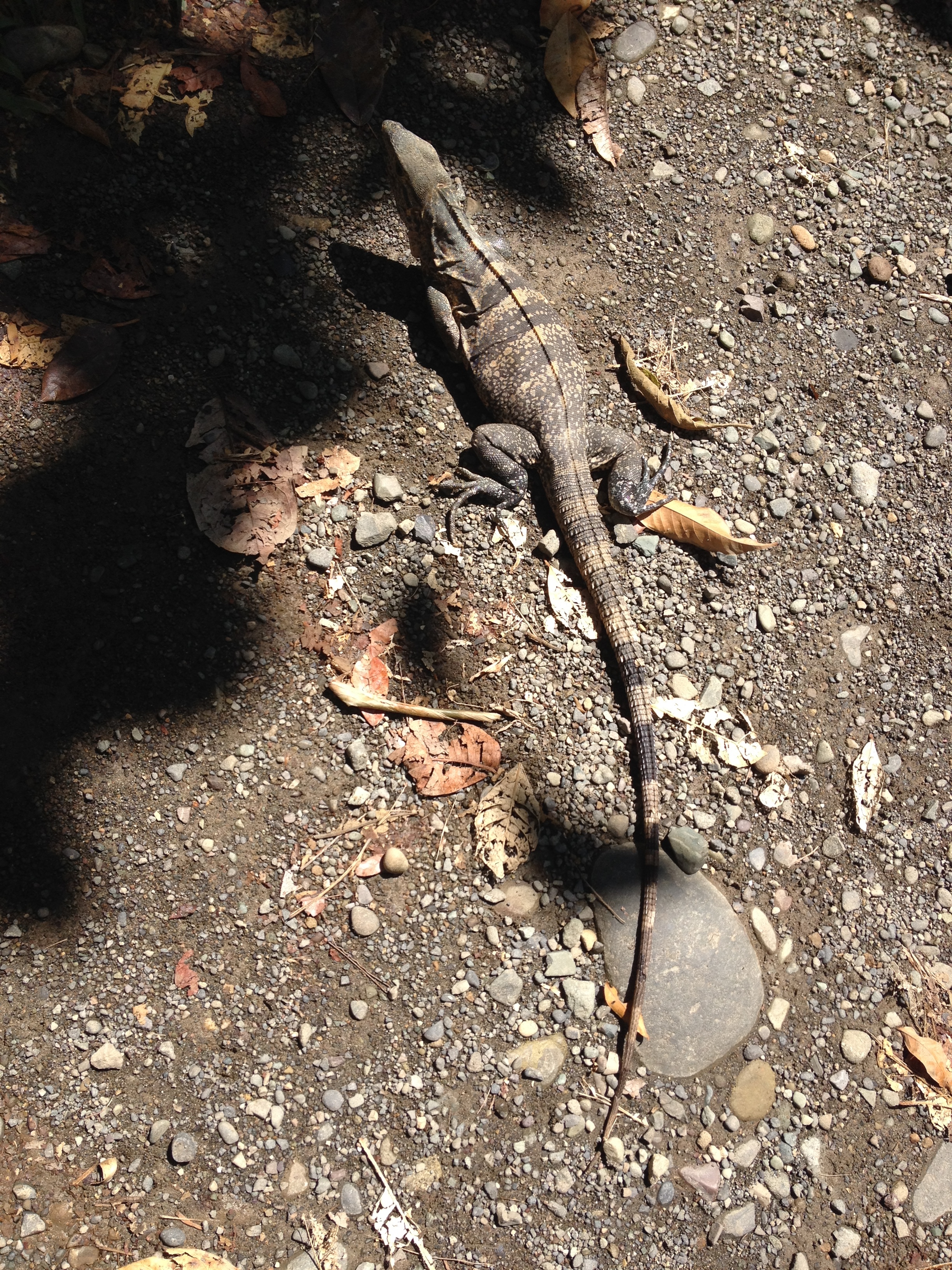 Photo Costa Rica 2015-03 37