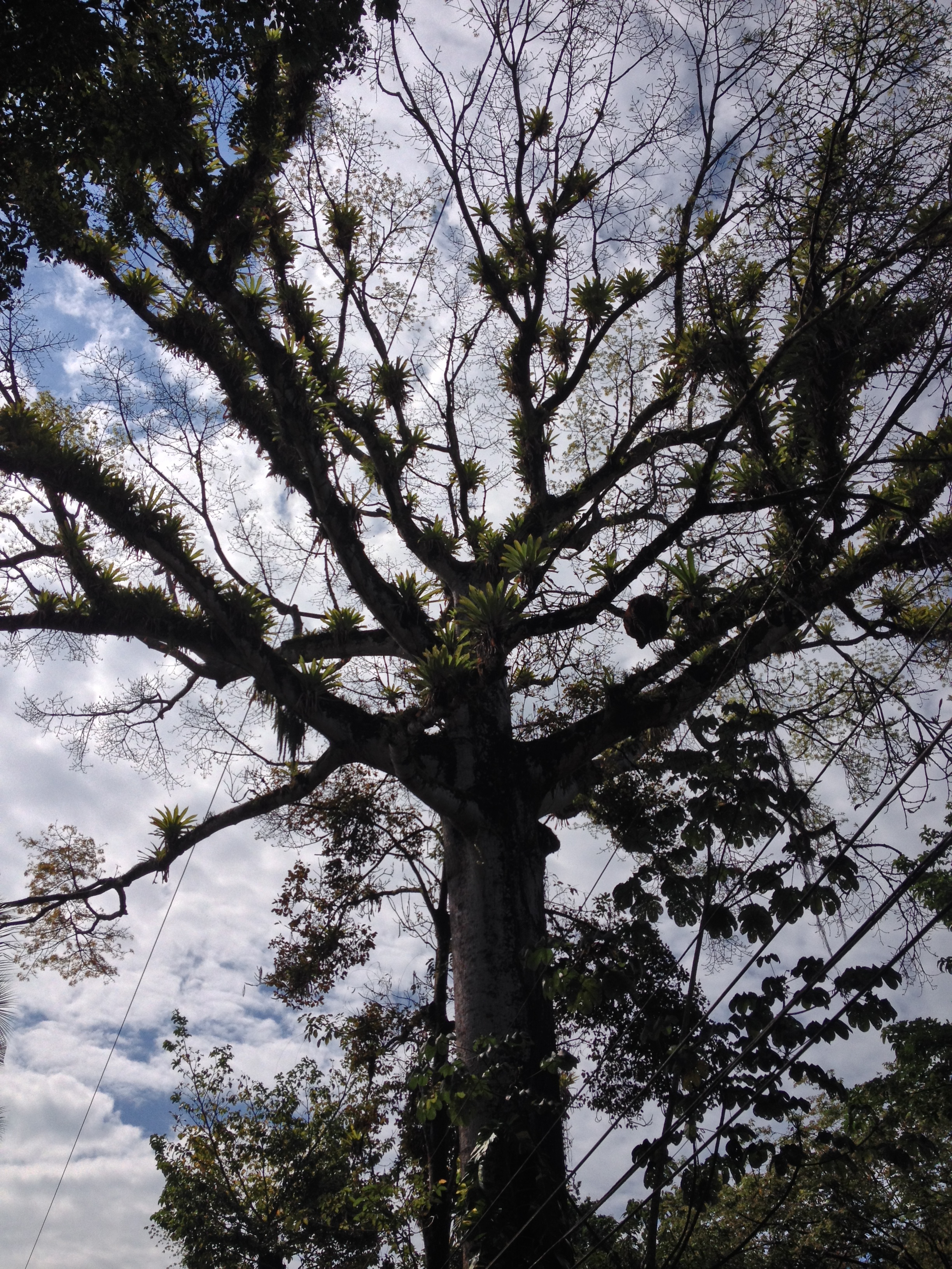 Photo Costa Rica 2015-03 87